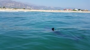 Tiere: Küsten-Kinderstube: Junge Weiße Haie sind gern nah am Strand